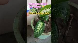 Dieffenbachia plant care tipsBring good luck garden gardeningideas shorts [upl. by Joleen]