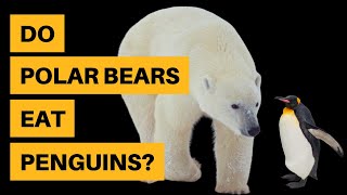 Do Polar Bears Eat Penguins No  Find Out Why [upl. by Alrzc]