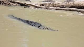 Estuarine Crocodile crossing the causeway at Cahills Crossing [upl. by Quartet]