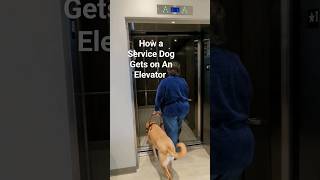 How a Service Dog Gets on An Elevator servicedog shorts [upl. by Eisserc]