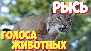 Голоса птиц и звуки животных Звуки природы слушать онлайн РЫСЬ [upl. by Nordine565]