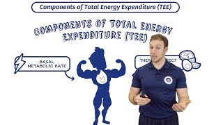 Total Energy Expenditure  Calories In Vs Out  BMR amp Thermic Effect Of Food [upl. by Ahtilat]