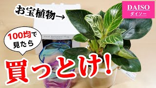 100均観葉植物に”高級品”が紛れ込んでいる件【フィロデンドロン・バーキン】 [upl. by Aliak767]