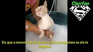 Gato fala magoou kk meme [upl. by Sugna]