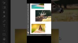 How to Crop One to Multiple Image Easily Using Photoshop CC [upl. by Netsua]