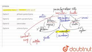 medullary rays are tissues made up of [upl. by Naeerb247]