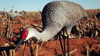 Heartland Waterfowl  Crazy Cranes  Outdoor Channel [upl. by Riedel]