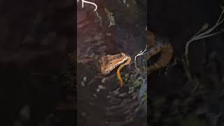 Cuviers Dwarf Caiman Eating A Snake share trending viral subscribe shorts food reptile wow [upl. by Lister]