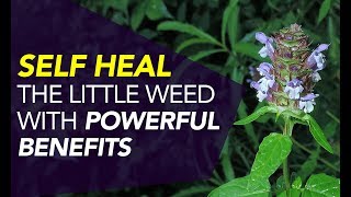 Self Heal — The Little Weed With POWERFUL Benefits [upl. by Ermanno]