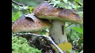 Borowik Szlachetny  Boletus Edulis  Atlas Grzybów  Mushroom Atlas [upl. by Cruz]