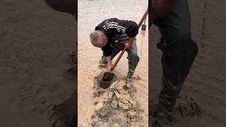 Razor Clam Found in Mud [upl. by Lynden]