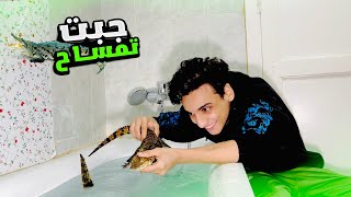 جبت تمساح 🐊 للعيلة في البيت😂😂  القيصر [upl. by Suoirred]