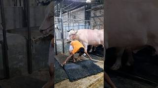 Worker Fixing Black Rubber Mat After Cleaning Tha Farm  Albino Buffalo [upl. by Eerej]