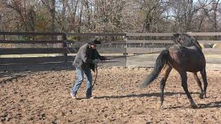 Aequitas Untrained Arabian Stallion Part 2 Beginning Ground Work [upl. by Eimam]