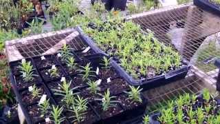 Butterfly Milkweed Tuberosa propagation [upl. by Parks833]