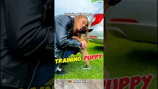 🔥TRAINING K9 DOGS dog puppy dogtraining malinois workingdog [upl. by Kathryn]