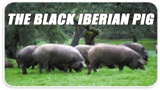 Raising The Black Iberian Pig For Meat [upl. by Valoniah]