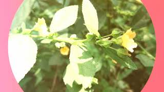 Sida acuta the common wireweed plant flowers [upl. by Arua637]