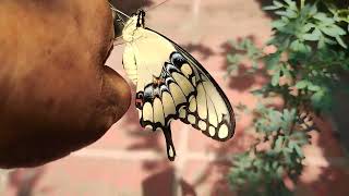 Liberando a la Mariposa Papilio Thoas Cola de golondrina se alimentaron de la ruda siendo orugas [upl. by Otsuaf]