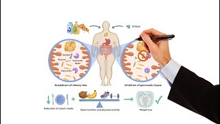 Pharmacology  WEIGHT LOSS DRUGS FOR OBESITY MADE EASY [upl. by Nelyahs739]