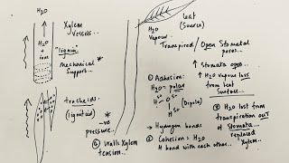 A Level Biology  Transpiration stream in Xylem [upl. by Lonna180]