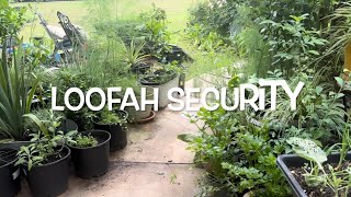 PLANT LOOFAH FOR PRIVACY Protection amp SHADE gardening urbangardening homesteading ￼ [upl. by Armil]