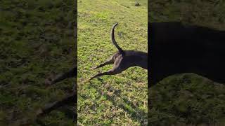 Greyhounds Bear and Kingsley zoomies greyhoundrescue zoomies greyhounds happydogs [upl. by Ashia881]