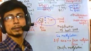 DNA methylation [upl. by Ecerehs334]