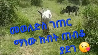 መወለድስ ገጠር ማነው ከብት ጠብቆ ያደገ [upl. by Revlys]