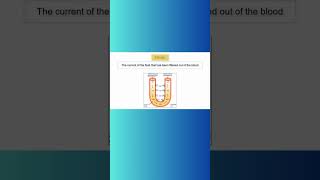 LOOP OF HENLE kidney loopofhenle water reabsorption nephron anatomyandphysiology [upl. by Devonne758]