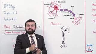 Class 10  Biology  Chapter 12  Lecture 2 Human Nervous System  Allied Schools [upl. by Eidnahs422]