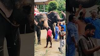 😍🦣 Best Elephant Experience destinationbharat elephant shorts keralatourism aanakeralam [upl. by Tiffanie]