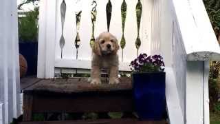 Cute american cocker spaniel puppy barking [upl. by Eimmit]