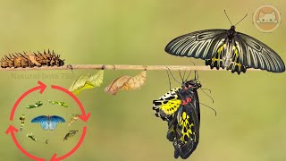 Life Cycle Of A Butterfly From Eggs To Full Grown Butterflies Natural laws 786 [upl. by Lawton]