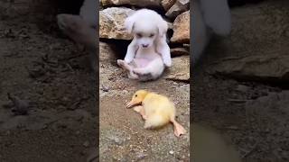 Beautiful puppy and duckling barking pets shorts [upl. by Ahsiyn311]