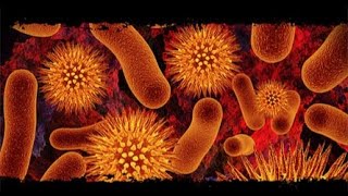 13 comparison between exotoxins and endotoxins شرح [upl. by Nellda]