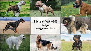 8 kiváló őrzővédő kutyafajta Magyarországon [upl. by Atiugram]