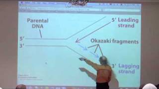 DNA Replication Recombination Repair II [upl. by Ettenyl]