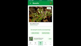 PlantSnap identifies a Wavy Bittercress Cardamine flexuosa [upl. by Zarger]