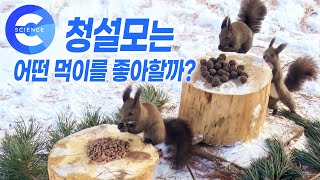 먹이를 놓아두자 몰려오는 청설모들 🐿  청설모가 좋아하는 먹이는  EBS 자연 다큐 [upl. by Eide12]