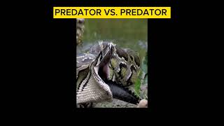 PREDATOR VS PREDATOR [upl. by Ulda436]