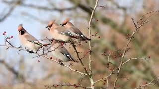 Waxwings on Rodbourogh Common Stroud 2412024 [upl. by Drofliw]