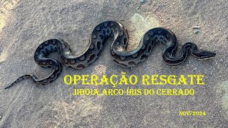 OPERAÇÃO RESGATE  JIBOIA ARCOÍRIS DO CERRADO [upl. by Adnamra223]