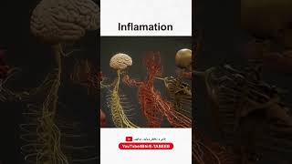 Inflamation Inflamation ibnetabeeb tibeunani herbalmedicine shorts ytvideo foryou [upl. by Phillie]