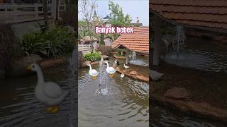 Ada banyak bebek di sungai alfatihdly bebek bebekberenang bebekair [upl. by Albrecht]