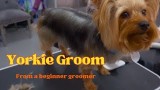 NEW YORKIE GROOMING VIDEO  4 Year old Yorkie [upl. by Notxap994]