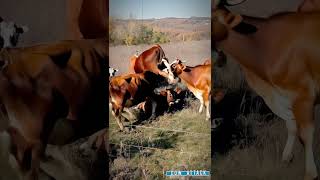 Cow Pack cows cattles freerangefarm [upl. by Dnomde]