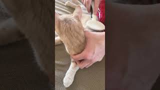 Welcome to cat salon comedy cat catlover catvideos shorts [upl. by Arleen]