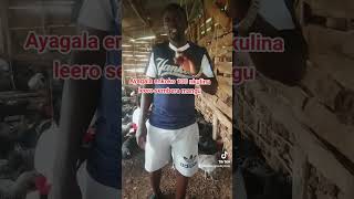 Ayagala okulunda enkoko 100 enganda eno video yiyo [upl. by Ibib]