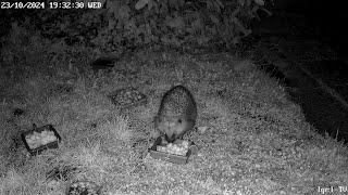 Igel TV 23102024 quotzwei Igelquot 🦔🦔 [upl. by Flodur]